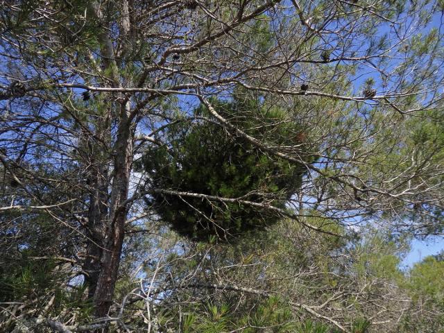 Čarověník na borovici halepské (Pinus halepensis P. Miller) (17b)