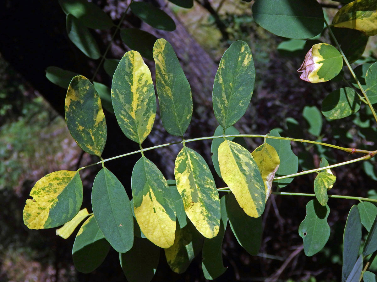 Trnovník akát (Robinia pseudoacacia L.) s panašovanými listy