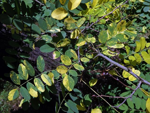 Trnovník akát (Robinia pseudoacacia L.) s panašovanými listy