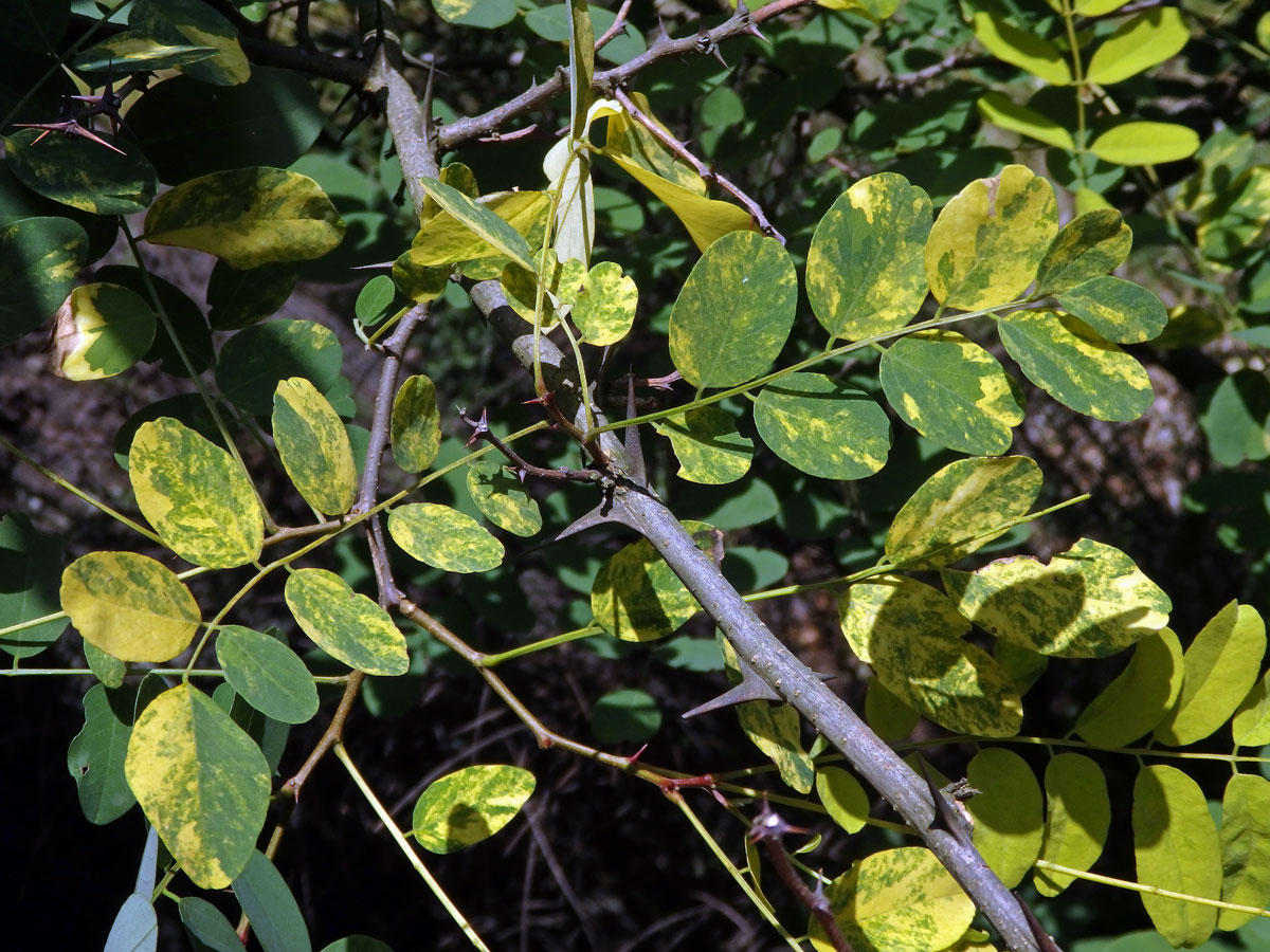 Trnovník akát (Robinia pseudoacacia L.) s panašovanými listy