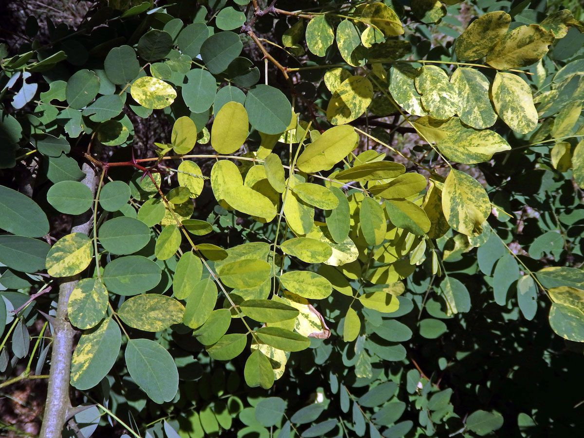 Trnovník akát (Robinia pseudoacacia L.) s panašovanými listy