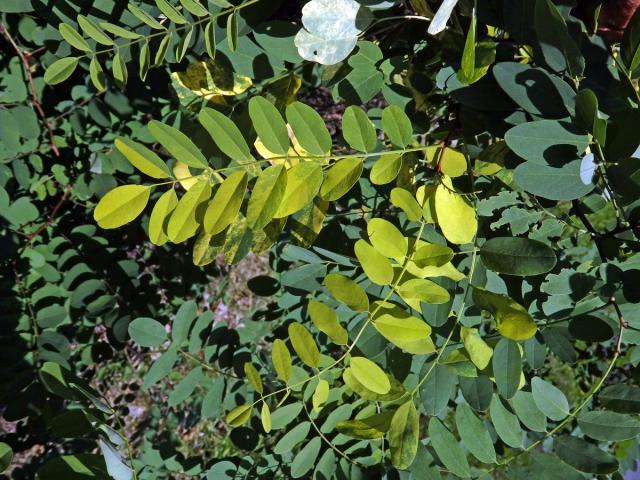 Trnovník akát (Robinia pseudoacacia L.) s panašovanými listy