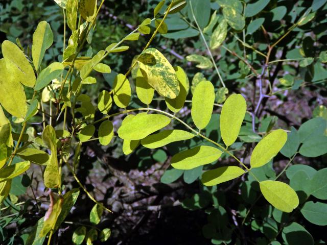 Trnovník akát (Robinia pseudoacacia L.) s panašovanými listy