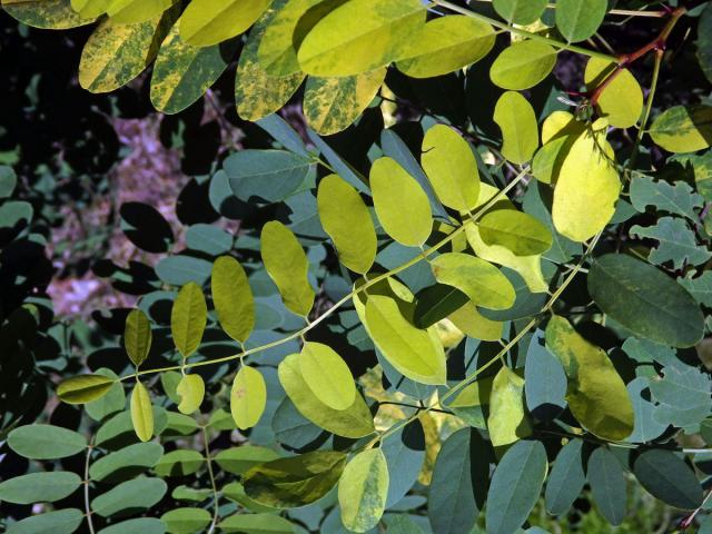 Trnovník akát (Robinia pseudoacacia L.) s panašovanými listy