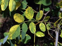 Trnovník akát (Robinia pseudoacacia L.) s panašovanými listy