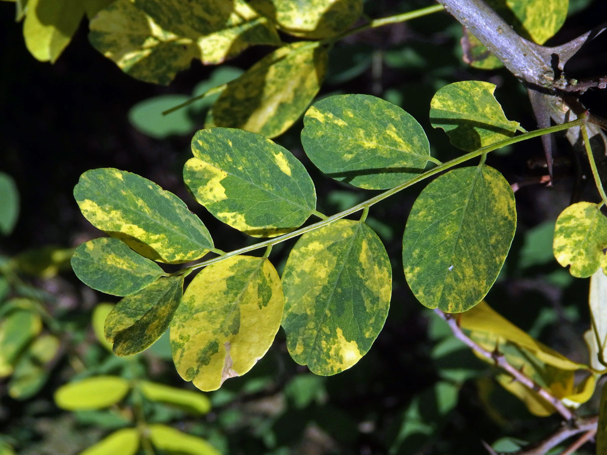 Trnovník akát (Robinia pseudoacacia L.) s panašovanými listy