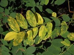 Trnovník akát (Robinia pseudoacacia L.) s panašovanými listy