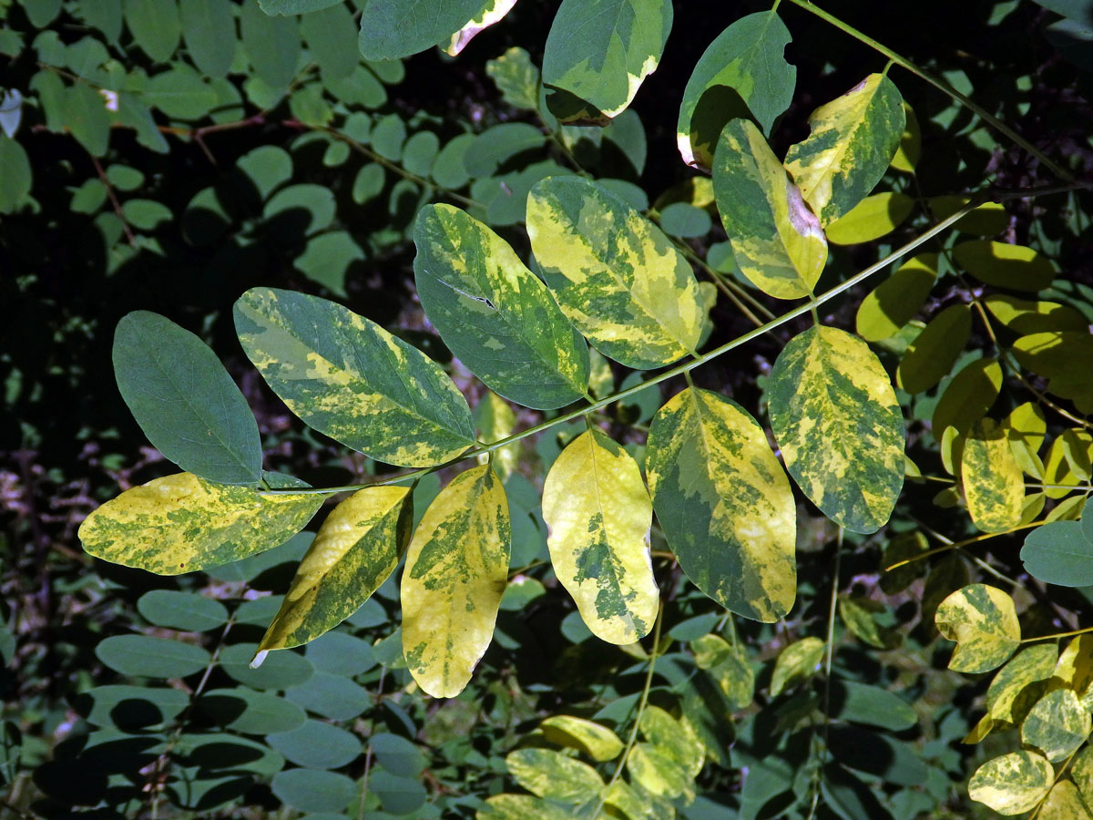 Trnovník akát (Robinia pseudoacacia L.) s panašovanými listy