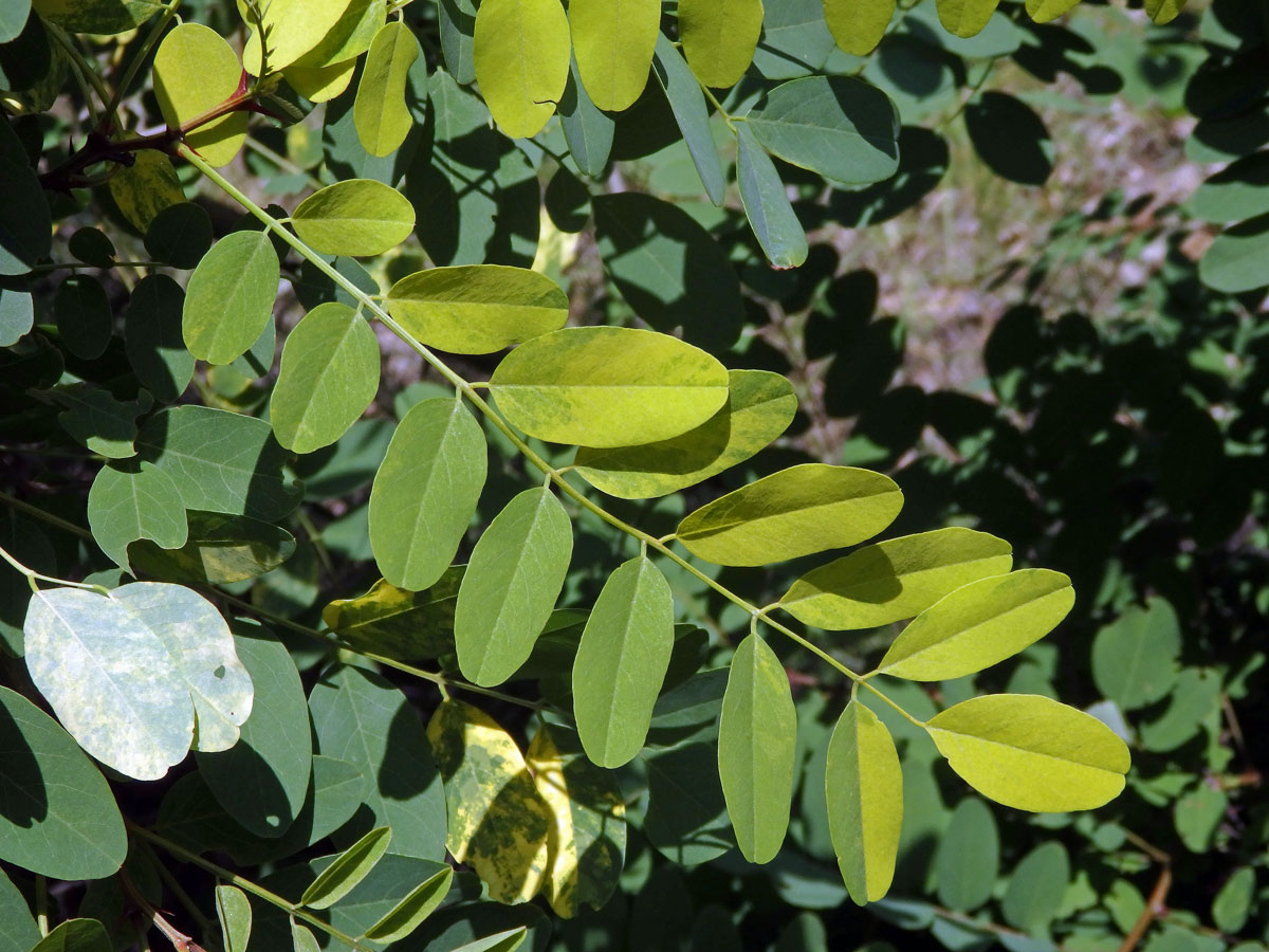 Trnovník akát (Robinia pseudoacacia L.) s panašovanými listy