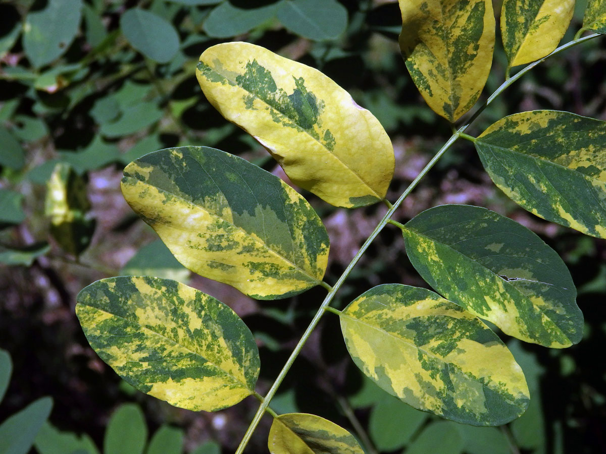 Trnovník akát (Robinia pseudoacacia L.) s panašovanými listy