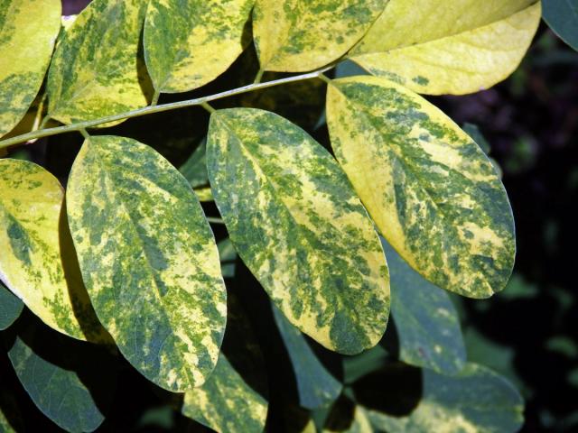 Trnovník akát (Robinia pseudoacacia L.) s panašovanými listy