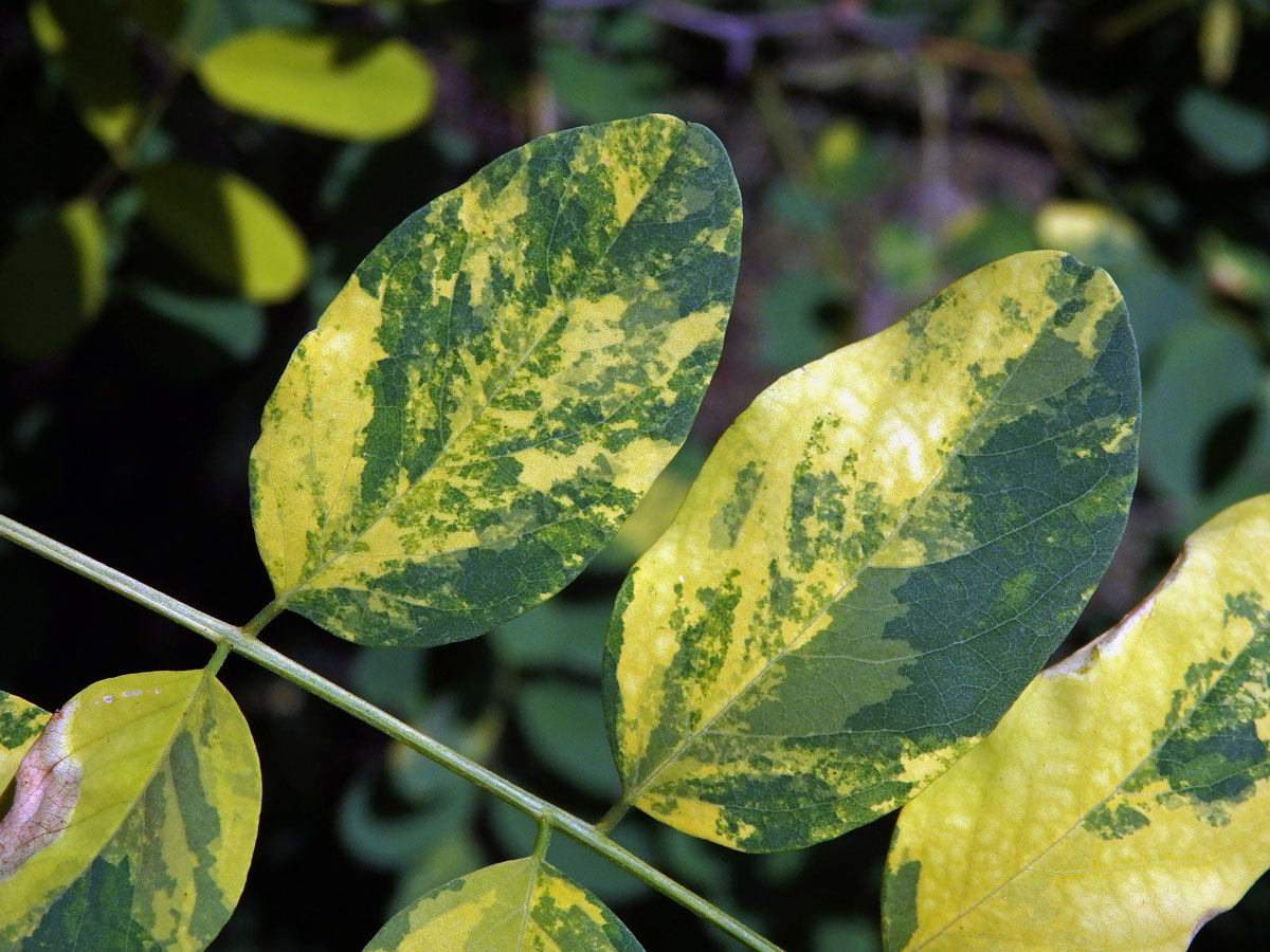 Trnovník akát (Robinia pseudoacacia L.) s panašovanými listy