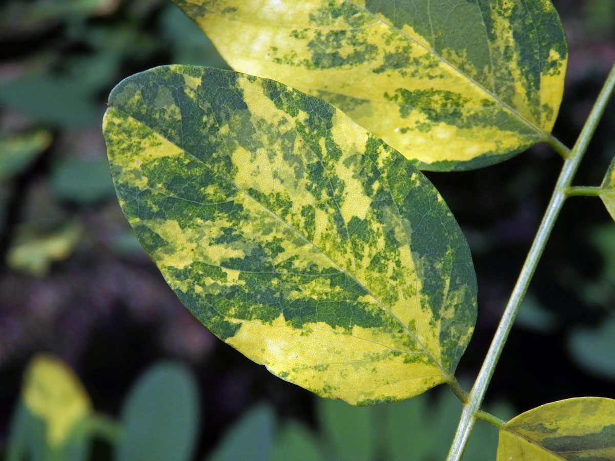 Trnovník akát (Robinia pseudoacacia L.) s panašovanými listy