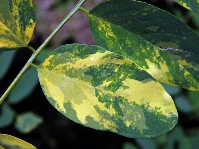 Trnovník akát (Robinia pseudoacacia L.) s panašovanými listy