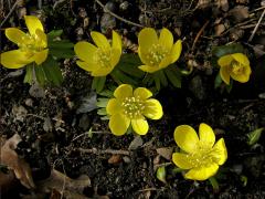 Talovín zimní (Eranthis hyemalis (L.) Salisb.)