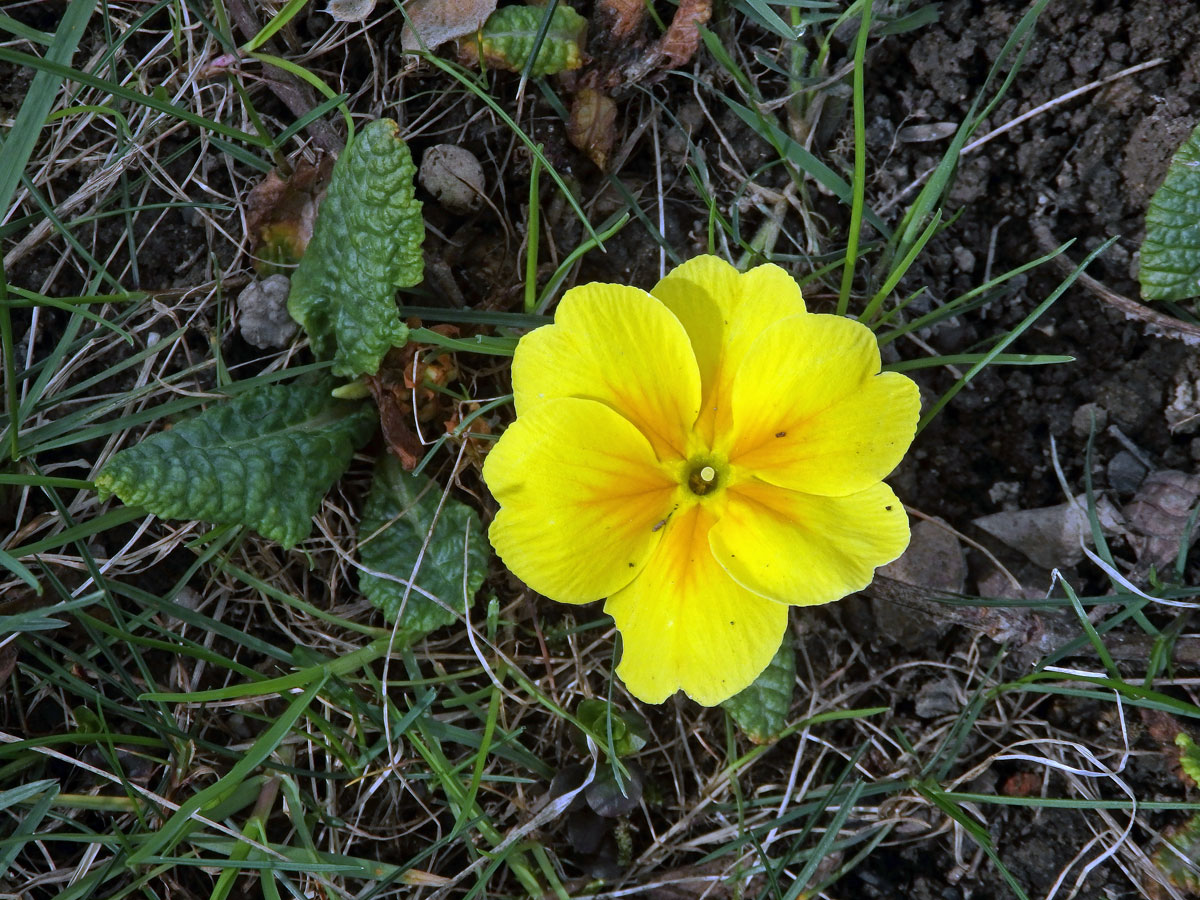 Prvosenka bezlodyžná (Primula vulgaris Huds.), šestičetný květ