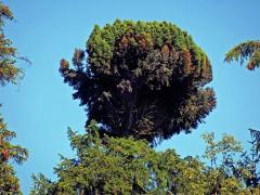 Čarověník na smrku ztepilém (Picea abies (L.) Karsten) (9b)