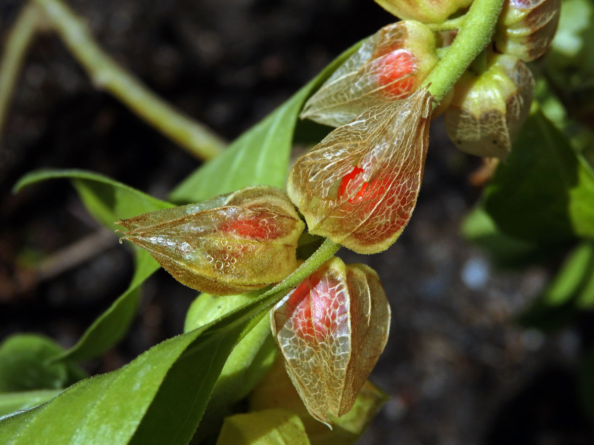 Withania somnifera (L.) Dunal