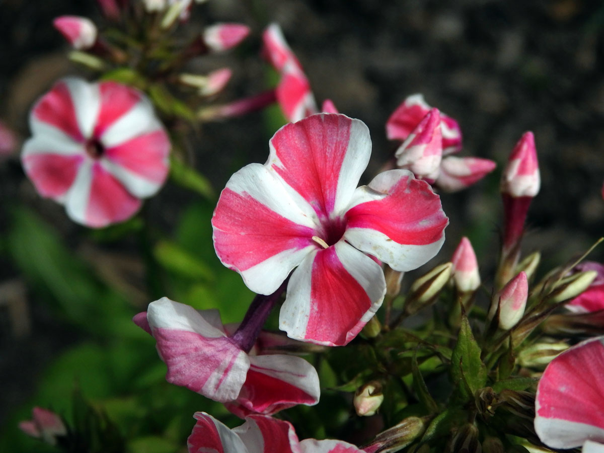 Plamenka latnatá (Phlox paniculata L.) s čtyřčetným květem (25)