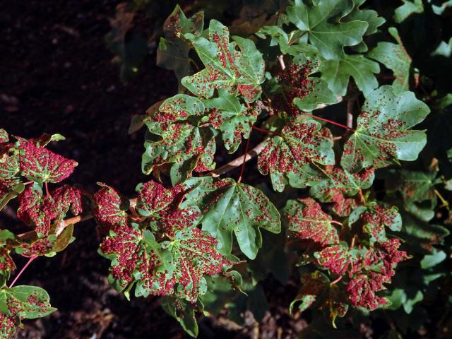 Hálky vlnovníka Murrayova (Aceria myriadeum); javor babyka