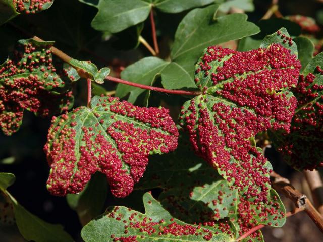 Hálky vlnovníka Murrayova (Aceria myriadeum); javor babyka