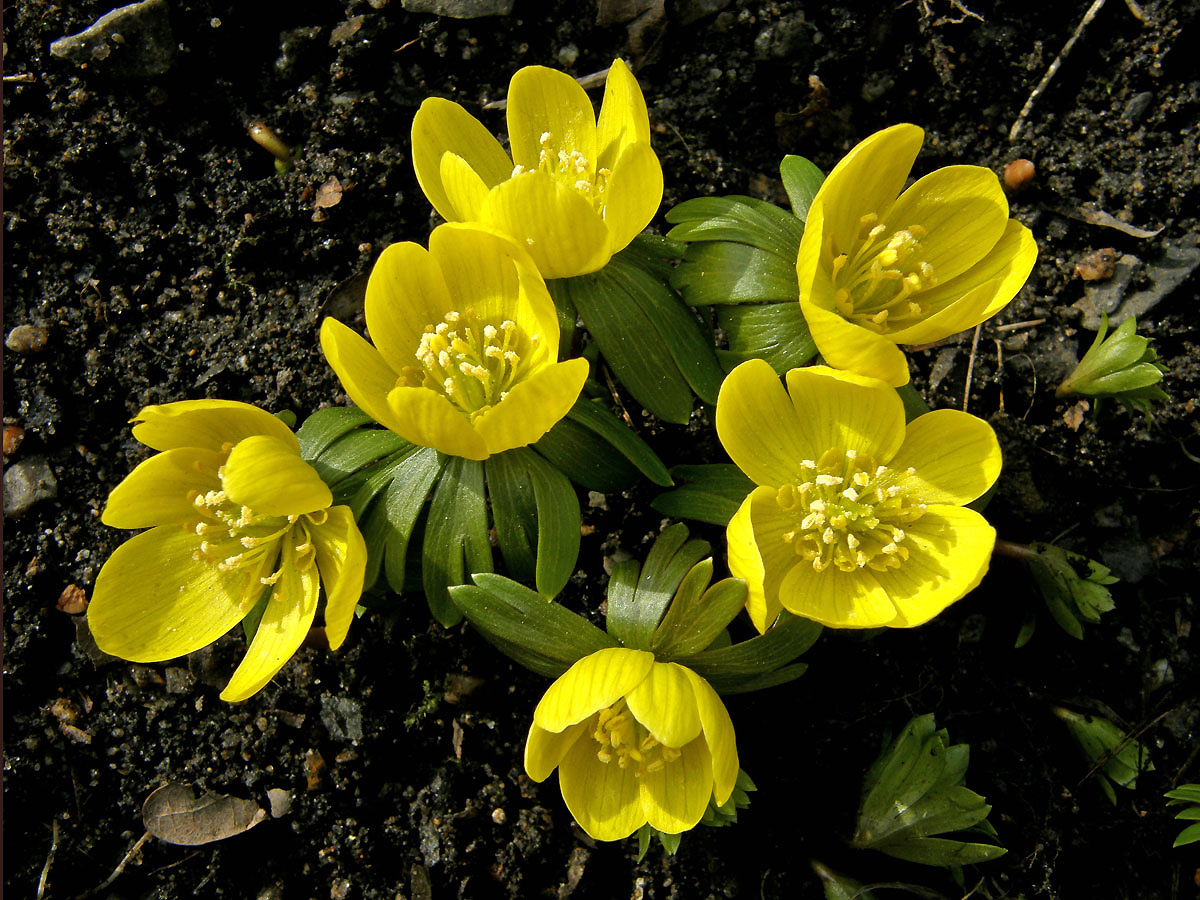 Talovín zimní (Eranthis hyemalis (L.) Salisb.)