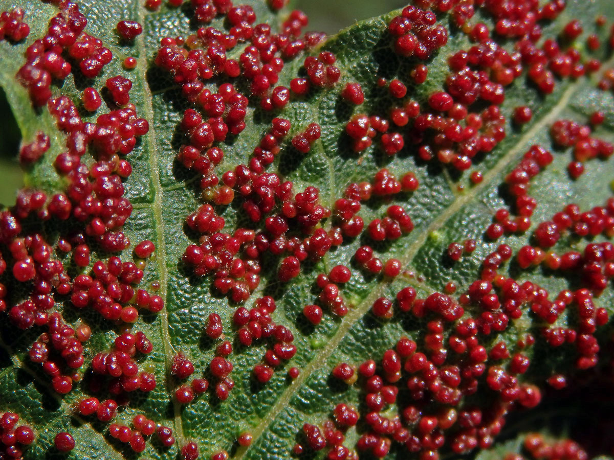 Hálky vlnovníka Murrayova (Aceria myriadeum); javor babyka