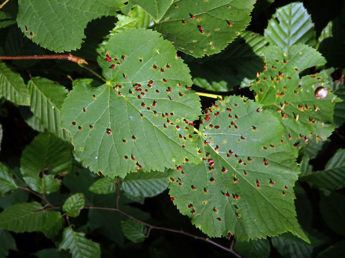 Hálky vlnovníka lipového (Eriophyes tiliae)