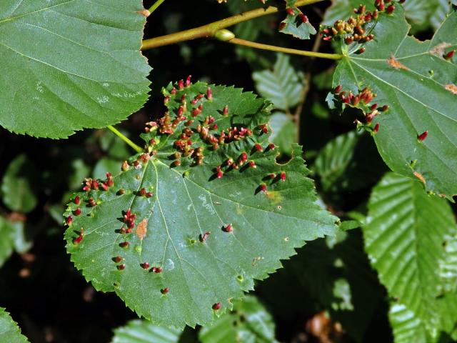 Hálky vlnovníka lipového (Eriophyes tiliae)