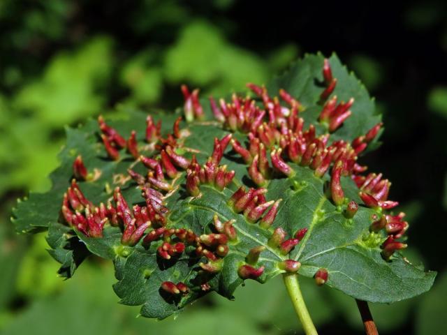 Hálky vlnovníka lipového (Eriophyes tiliae)