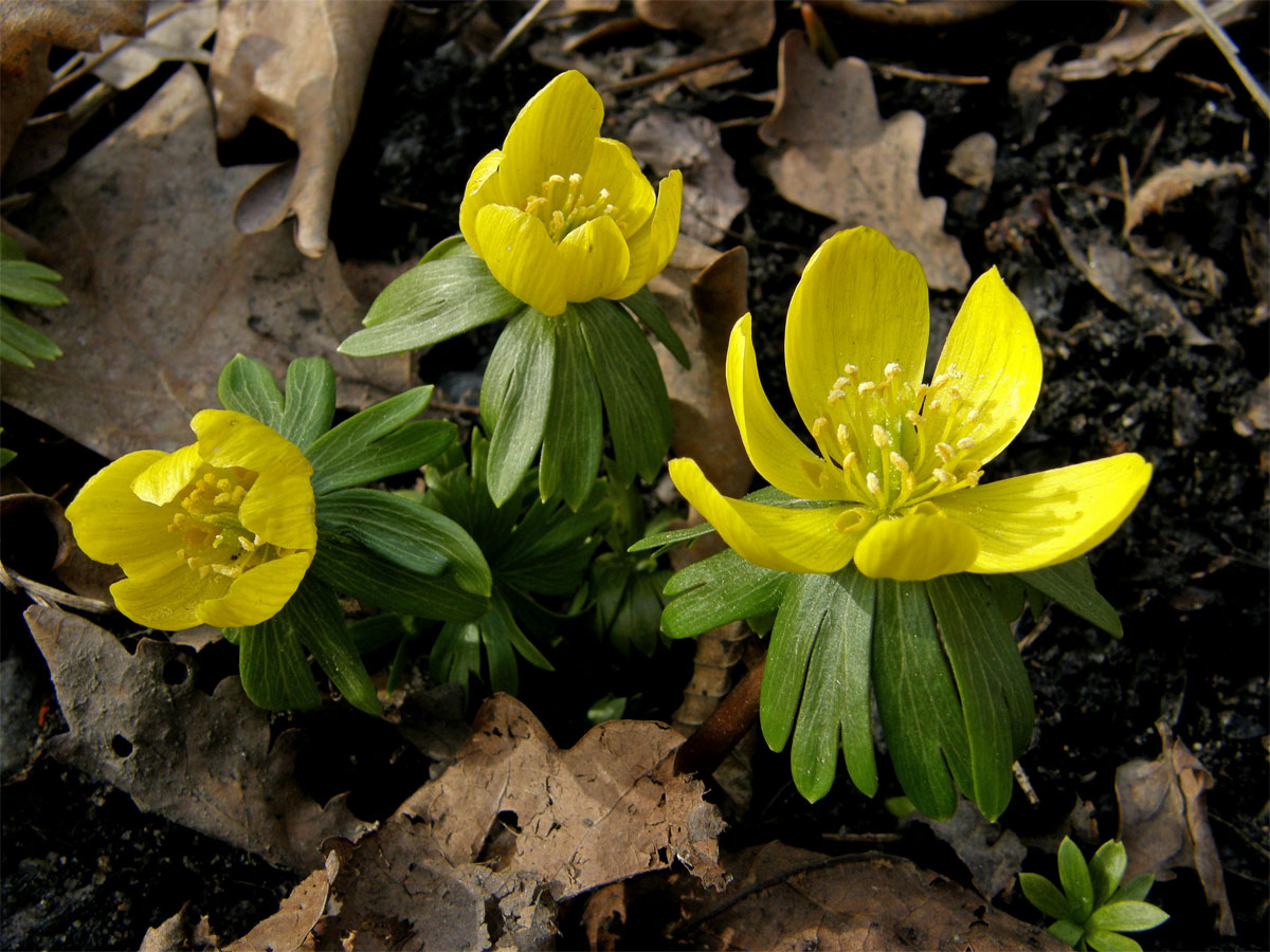 Talovín zimní (Eranthis hyemalis (L.) Salisb.)