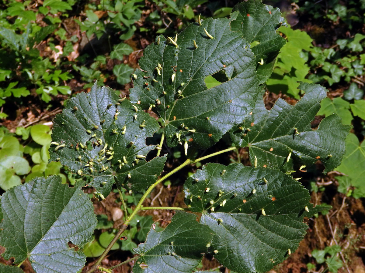 Hálky vlnovníka lipového (Eriophyes tiliae)