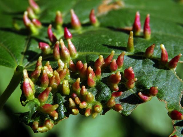 Hálky vlnovníka lipového (Eriophyes tiliae)