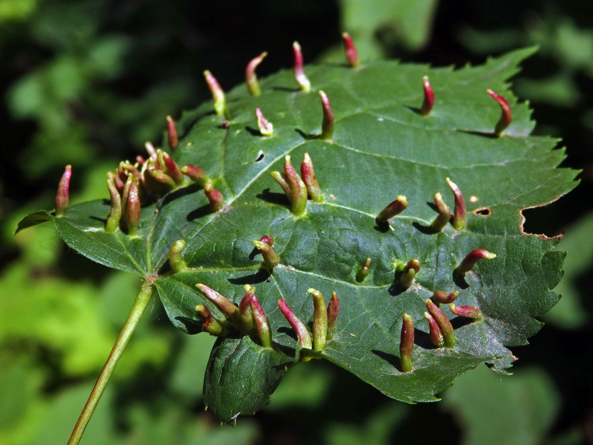 Hálky vlnovníka lipového (Eriophyes tiliae)