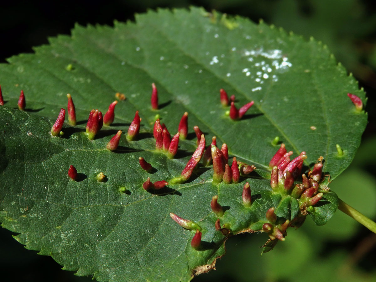 Hálky vlnovníka lipového (Eriophyes tiliae)