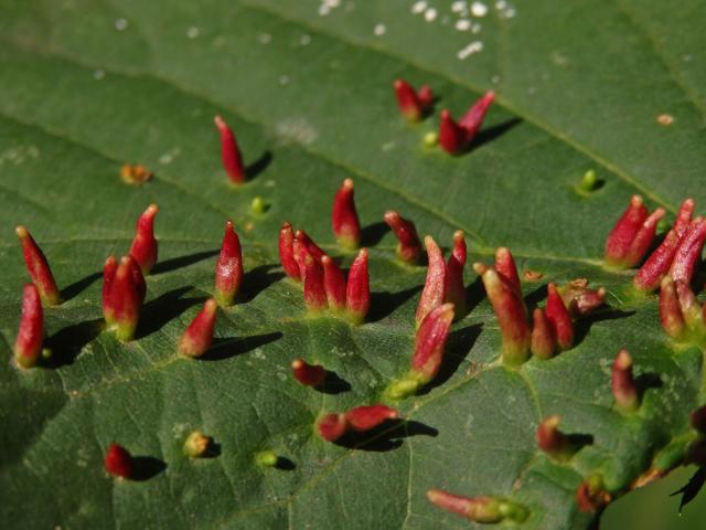 Hálky vlnovníka lipového (Eriophyes tiliae)