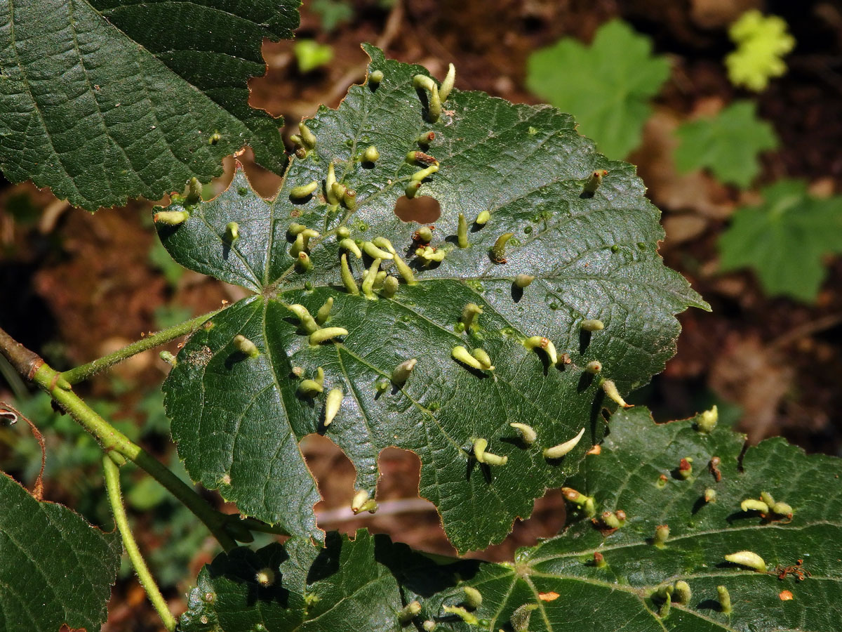 Hálky vlnovníka lipového (Eriophyes tiliae)