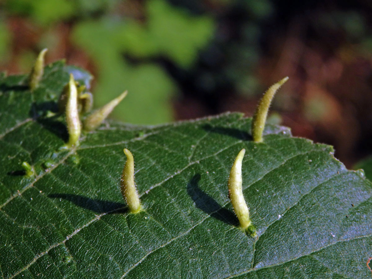 Hálky vlnovníka lipového (Eriophyes tiliae)