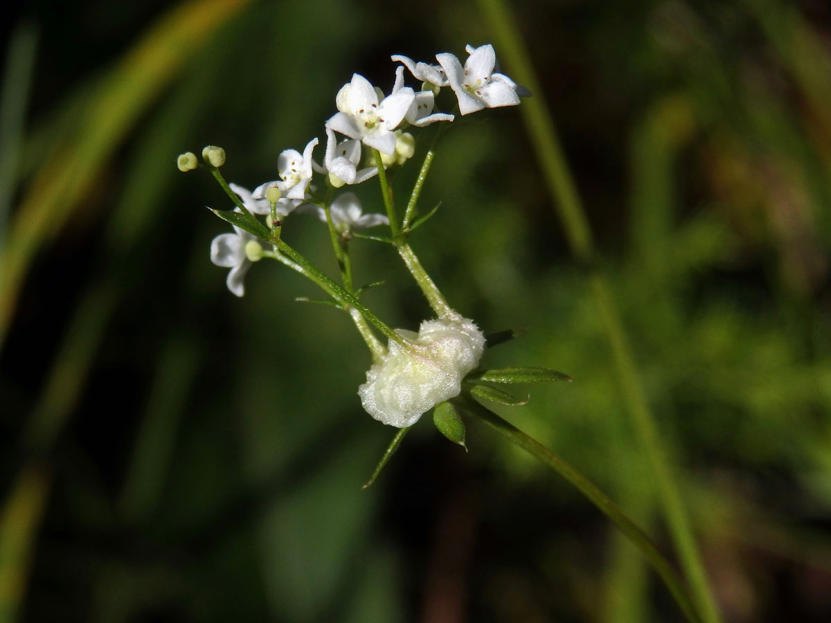 Hálky bejlomorky Geocrypta galii na svízeli moravském (Galium valdepilosum Heinr. Braun)