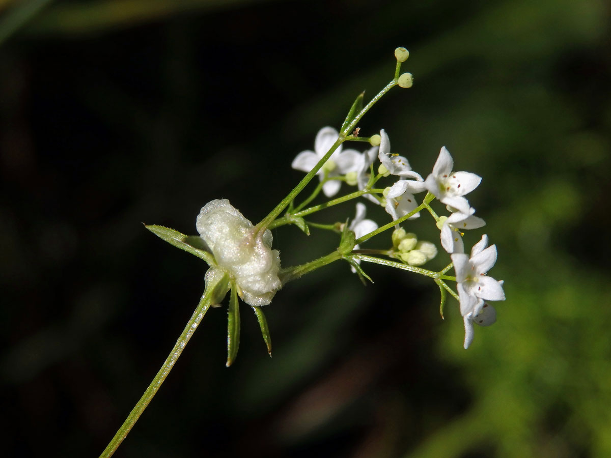 Hálky bejlomorky Geocrypta galii na svízeli moravském (Galium valdepilosum Heinr. Braun)