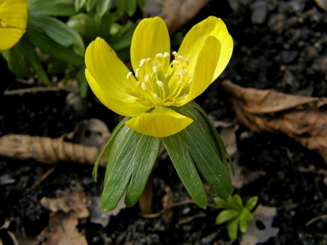 Talovín zimní (Eranthis hyemalis (L.) Salisb.)