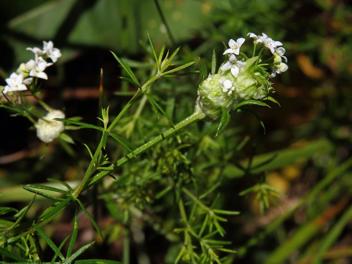 Hálky bejlomorky Geocrypta galii na svízeli moravském (Galium valdepilosum Heinr. Braun)