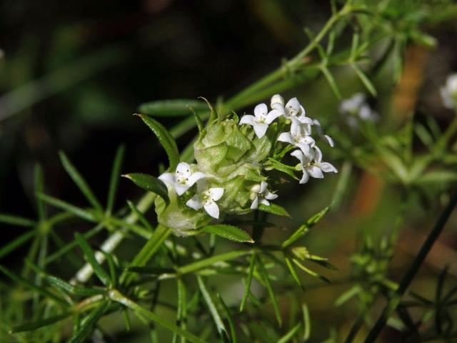 Hálky bejlomorky Geocrypta galii na svízeli moravském (Galium valdepilosum Heinr. Braun)