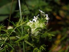 Hálky bejlomorky Geocrypta galii na svízeli moravském (Galium valdepilosum Heinr. Braun)