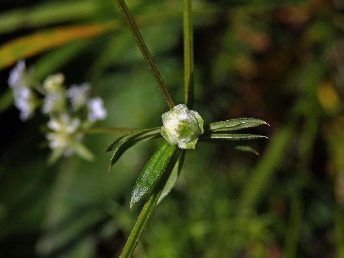 Hálky bejlomorky Geocrypta galii na svízeli moravském (Galium valdepilosum Heinr. Braun)