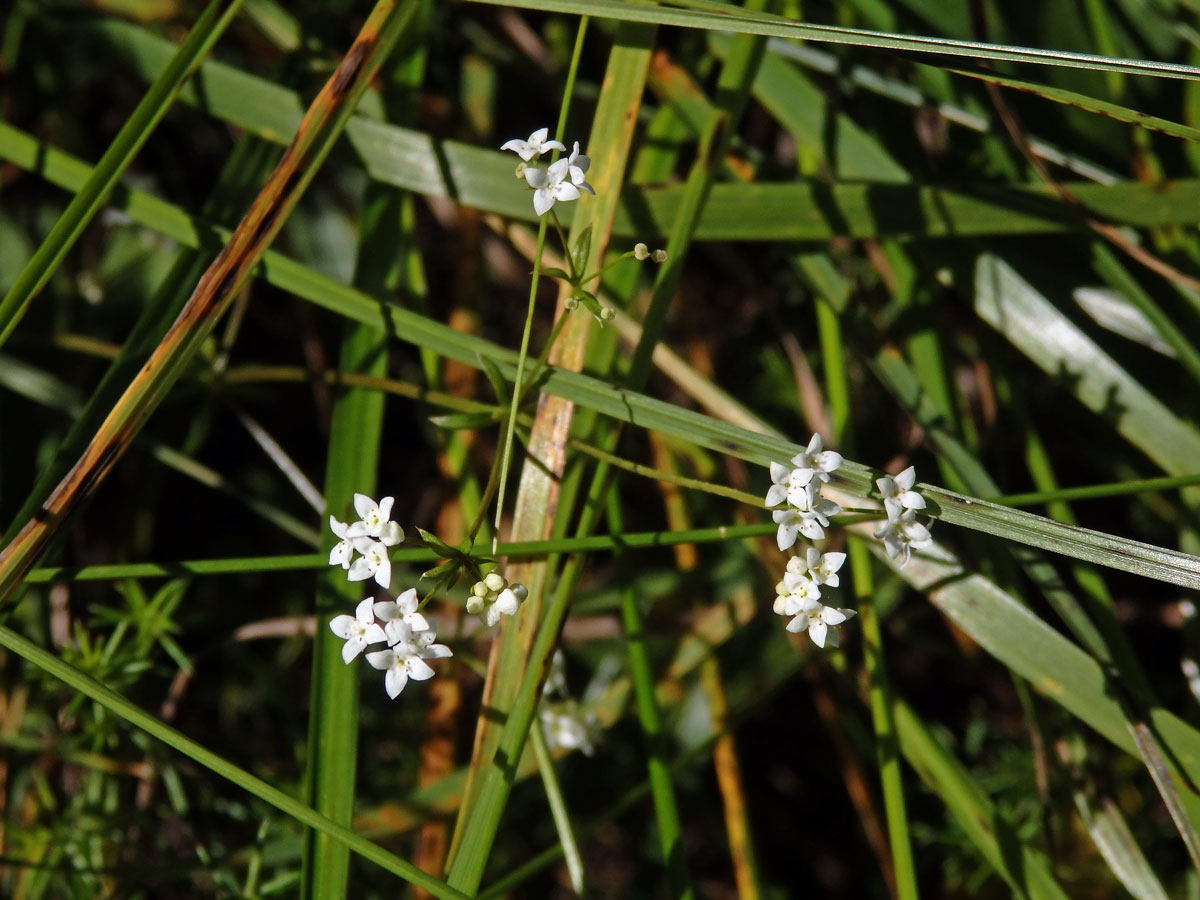 Svízel moravský (Galium valdepilosum Heinr. Braun)