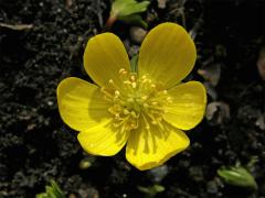 Talovín zimní (Eranthis hyemalis (L.) Salisb.)