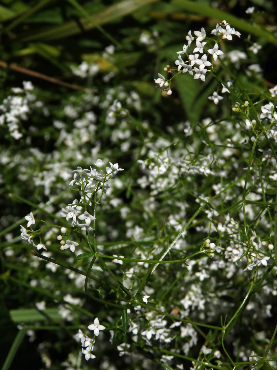 Svízel moravský (Galium valdepilosum Heinr. Braun)