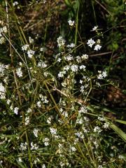 Svízel moravský (Galium valdepilosum Heinr. Braun)