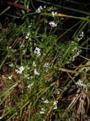 Svízel moravský (Galium valdepilosum Heinr. Braun)